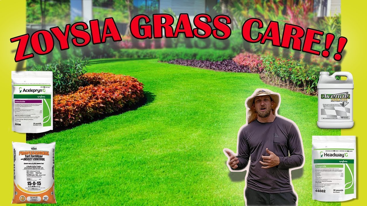How to Fertilize Zoysia Grass: Boost Growth Effortlessly How to Fertilize Zoysia Grass: Boost Growth Effortlessly