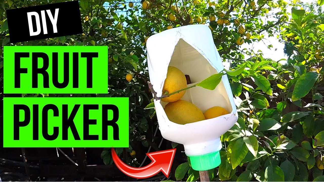 How to Make a Fruit Picker Pole? Easy DIY Guide for Gardeners How to Make a Fruit Picker Pole? Easy DIY Guide for Gardeners
