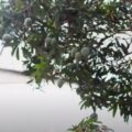 How to Pick Figs from Tall Tree