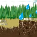 Is Dethatching Necessary