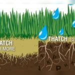 Is Dethatching Necessary