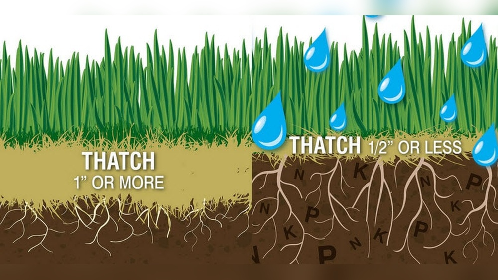 Is Dethatching Necessary
