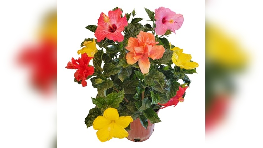 Best Flowers for Pots in Full Sun