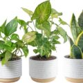 Best House Plants for Air Purification
