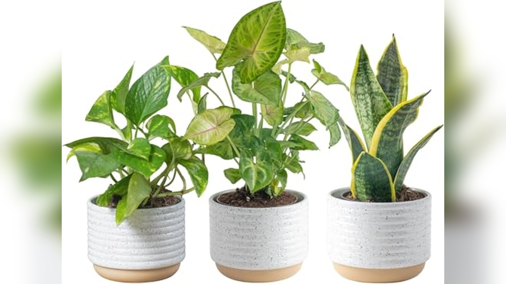 Best House Plants for Air Quality