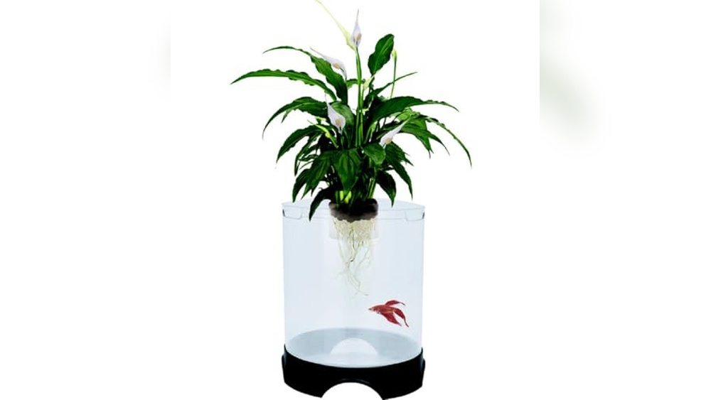 Best House Plants for Aquaponics Fish Tank