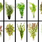 Best House Plants for Aquarium
