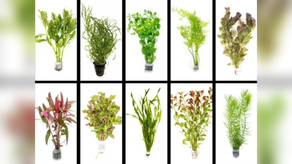 Best House Plants for Aquarium