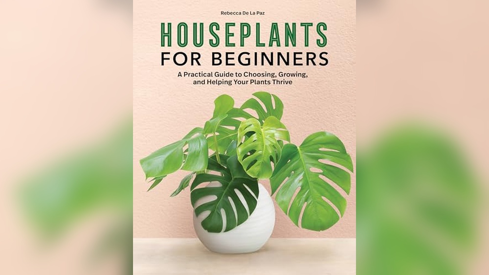 Best House Plants for Beginners