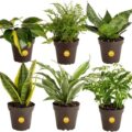 Best House Plants for Clean Air