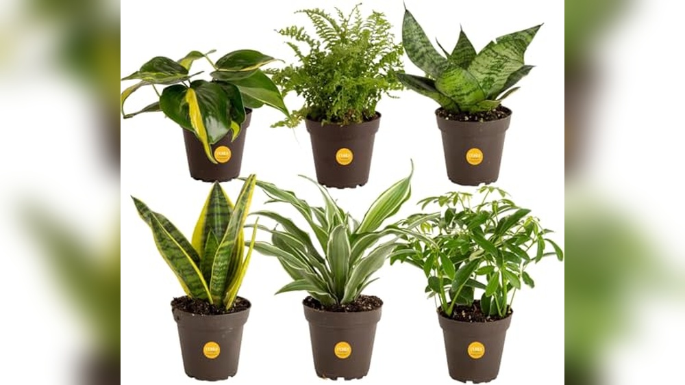Best House Plants for Clean Air