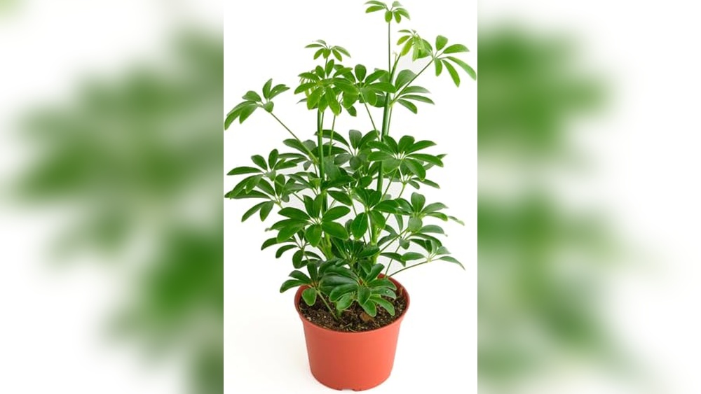 Best House Plants for Low Light