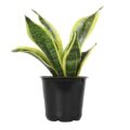 Best House Plants for Oxygen