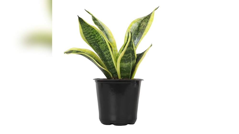 Best House Plants for Oxygen