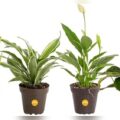 Best Indoor Plants for Health