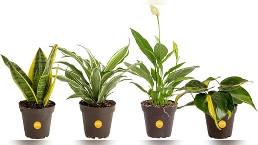 Best Indoor Plants for Health