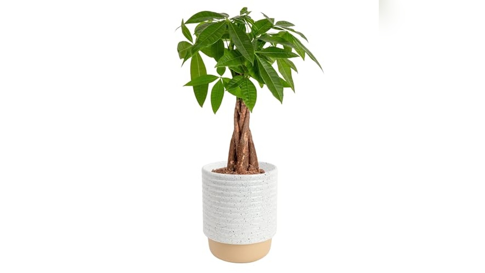 Best Indoor Plants for Living Room