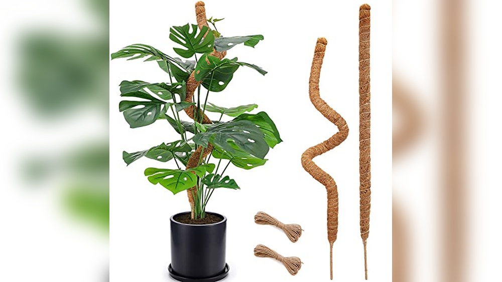 Best Planter for Monstera