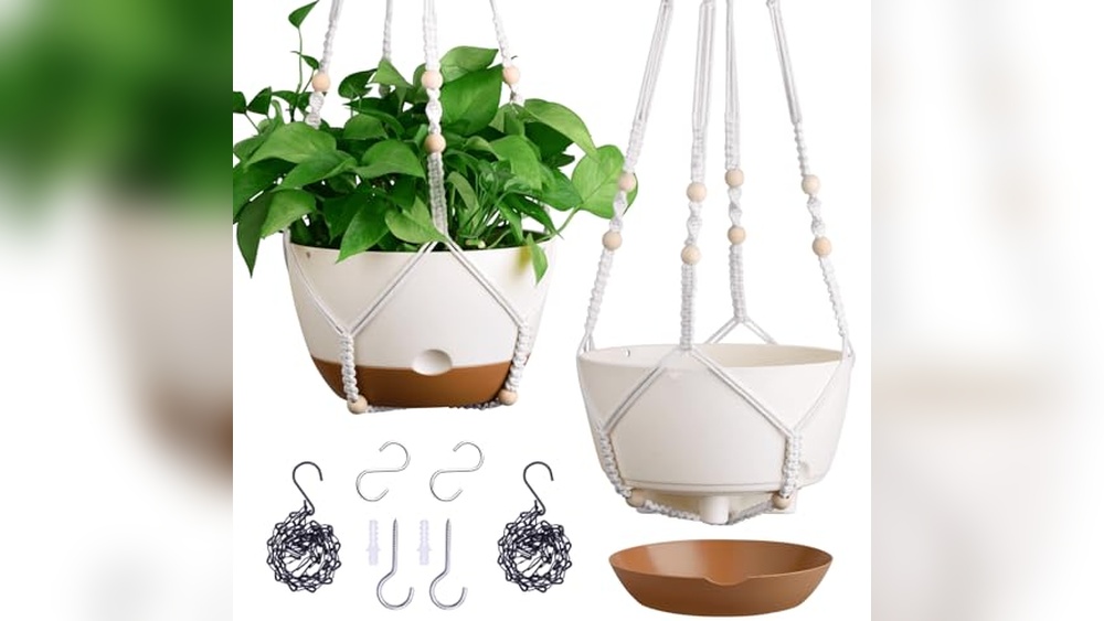 Best Planter for Pothos