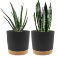 Best Planter for Snake Plant