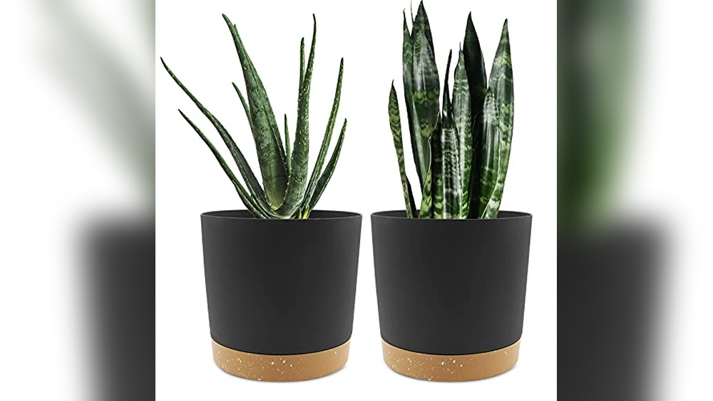 Best Planter for Snake Plant