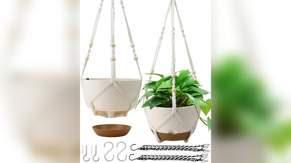 Best Planter for Spider Plant