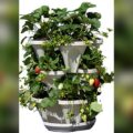 Best Planters for Strawberries