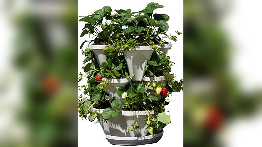Best Planters for Strawberries