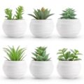 Best Succulents for Bathroom