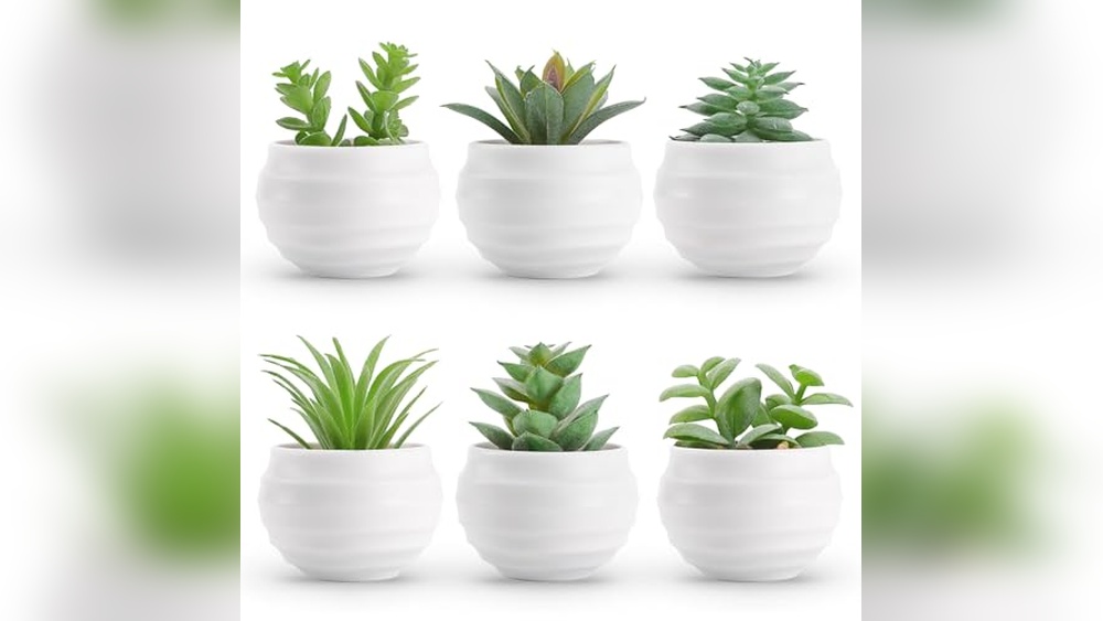 Best Succulents for Bathroom