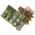 Best Succulents for Full Sun