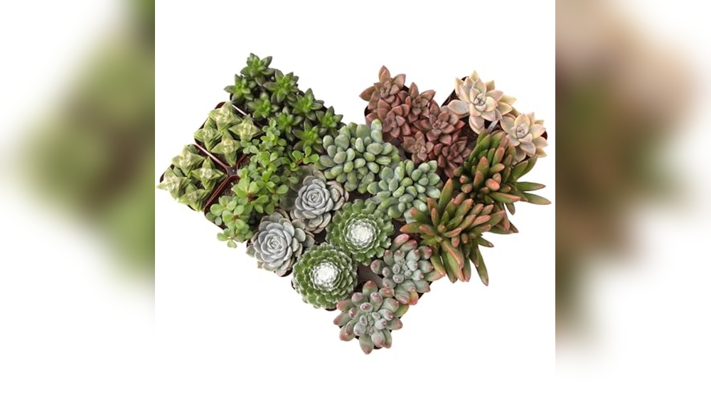 Best Succulents for Full Sun