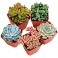 Best Succulents for Indoors