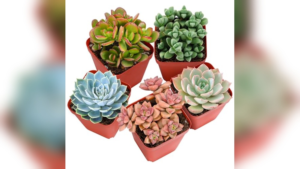 Best Succulents for Indoors