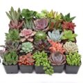 Best Succulents for Outdoors