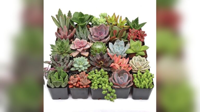 Home Best Succulents for Outdoors