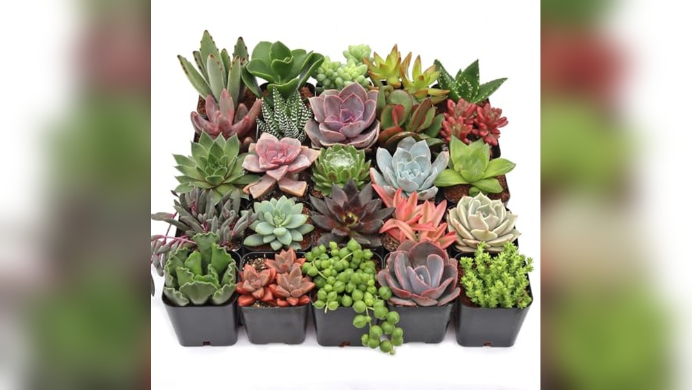 Best Succulents for Outdoors