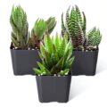 Best Succulents for Shade