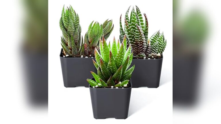 Home Best Succulents for Shade