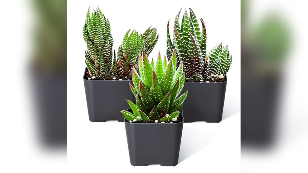 Best Succulents for Shade