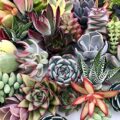 Best Succulents for Terrarium