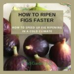 Do Figs Ripen Once Picked