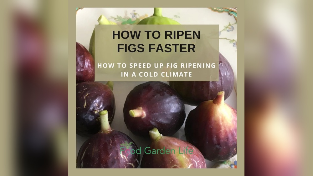 Do Figs Ripen Once Picked