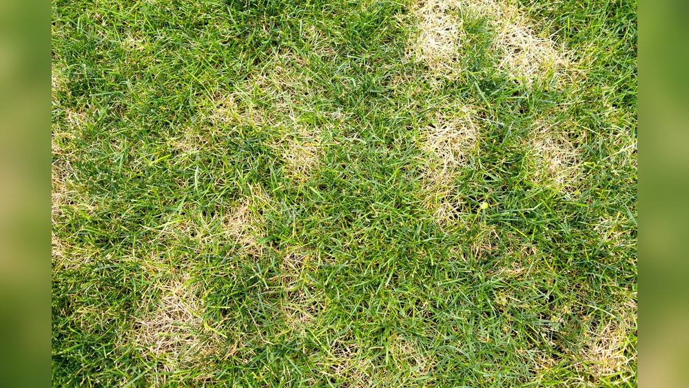 Is Dethatching Lawn Necessary