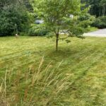 What to Do After Dethatching Lawn