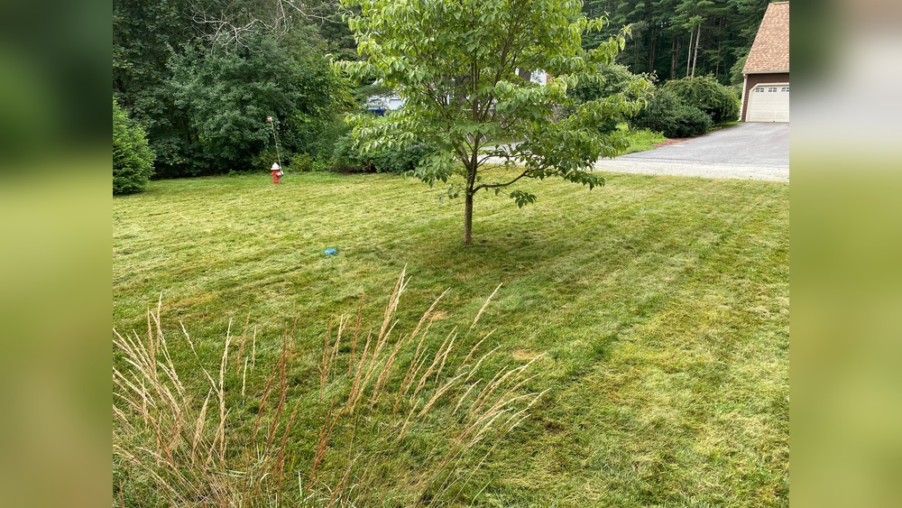 What to Do After Dethatching Lawn