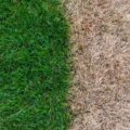 How to Get My Lawn Green Again