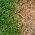 How to Make a Yellow Lawn Green Again