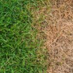How to Make a Yellow Lawn Green Again