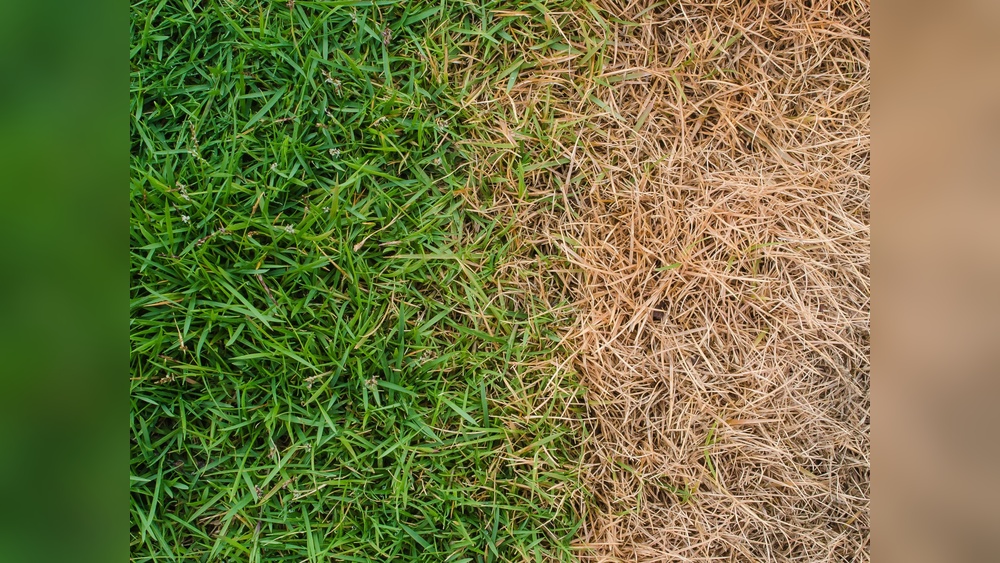How to Make a Yellow Lawn Green Again
